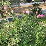 Armonia * Panormos (Skopelos)