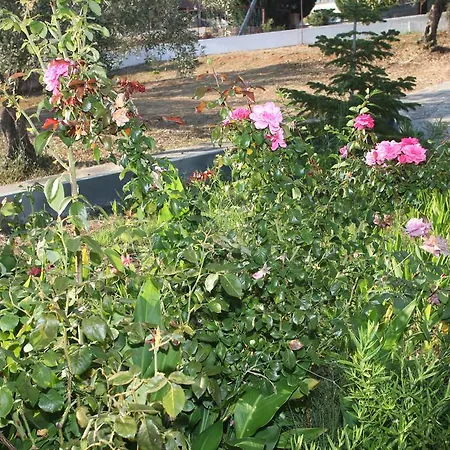 Armonia * Panormos (Skopelos)